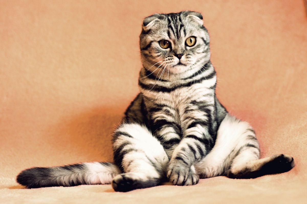 MeowTalk : une appli qui traduit les miaulements de votre chat #5