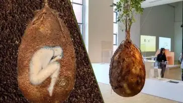 Cet œuf funéraire transforme votre corps en arbre