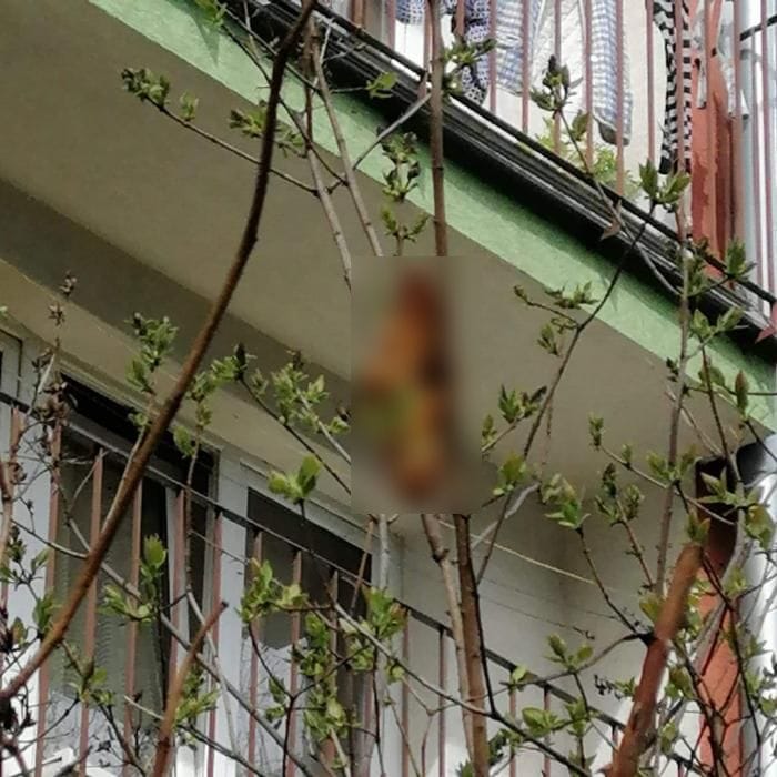 En Pologne, une « créature » perchée dans un arbre a terrorisé les habitants d’une ville pendant plusieurs jours #2