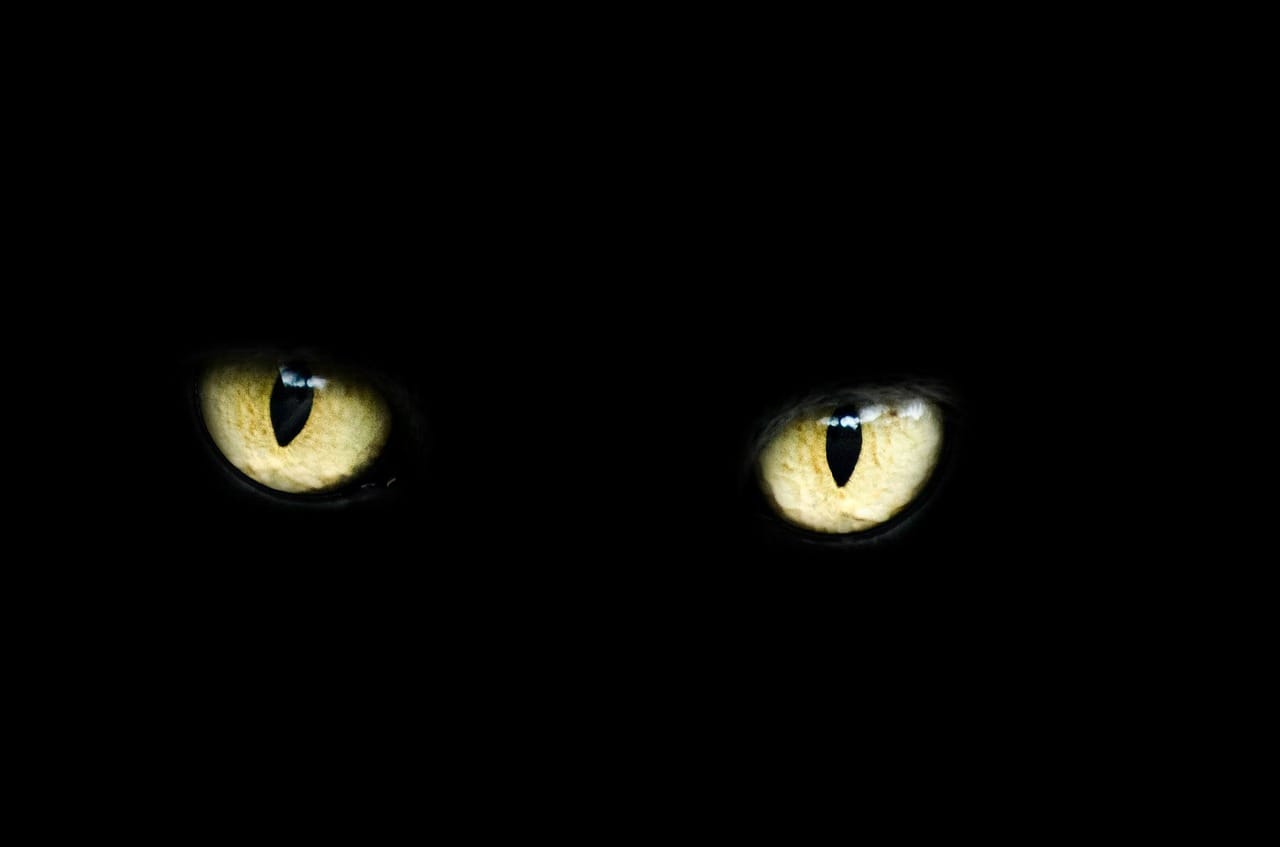 Ce film de vision nocturne révolutionnaire se colle directement sur vos lunettes (et fait de vous un prédateur) #3