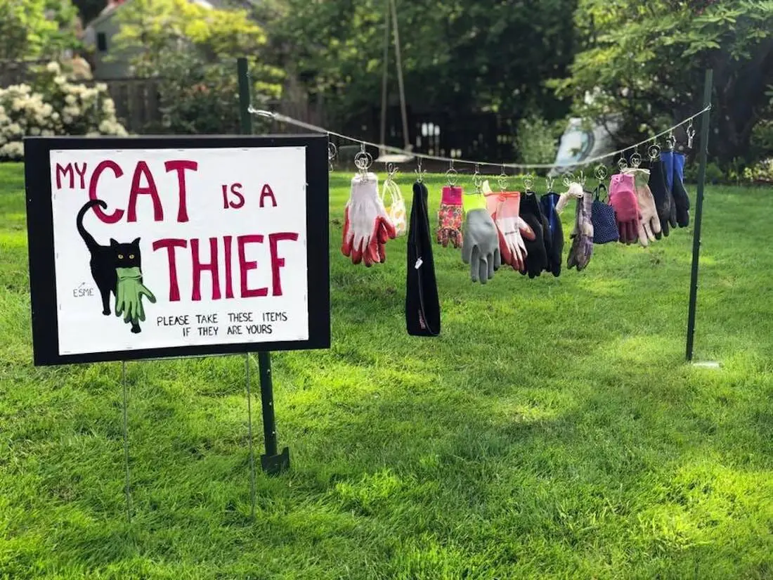 Son chat vole des vêtements dans le quartier, elle les restitue avec humour #3