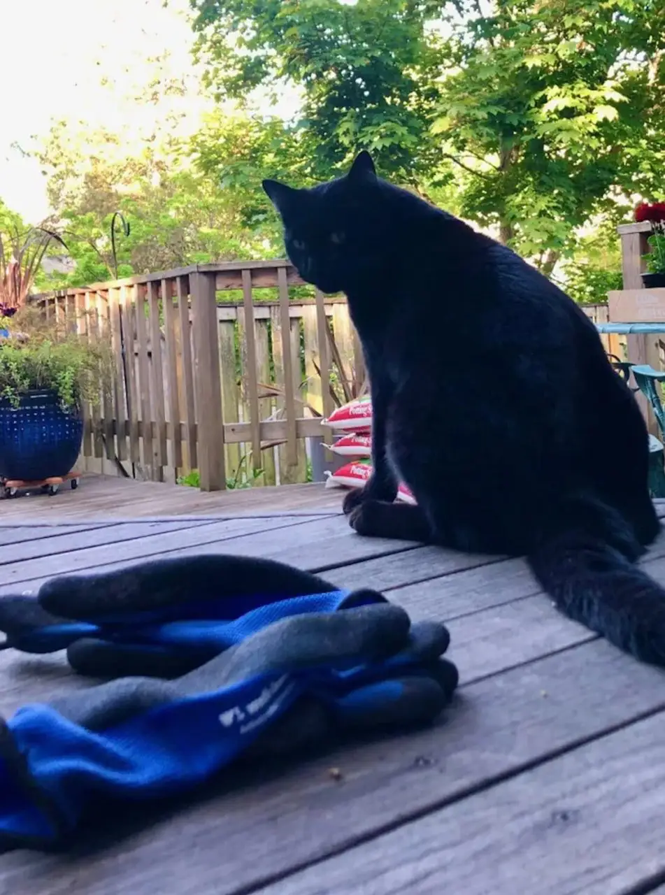 Son chat vole des vêtements dans le quartier, elle les restitue avec humour
