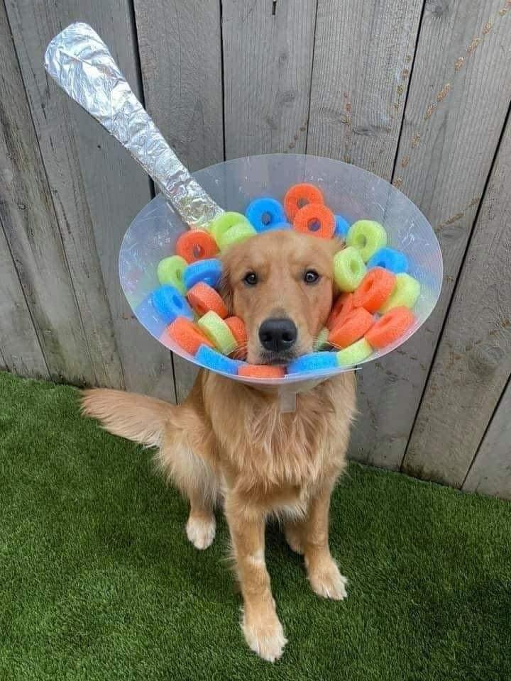 Elle transforme la collerette de son chien en incroyables cosplays #3