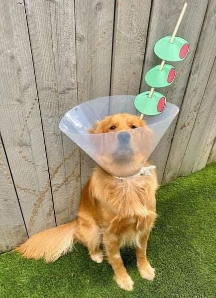Elle transforme la collerette de son chien en incroyables cosplays #2