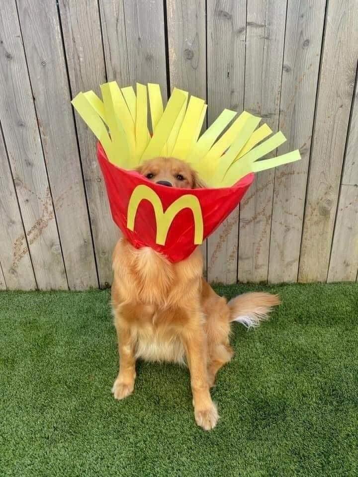 Elle transforme la collerette de son chien en incroyables cosplays #8