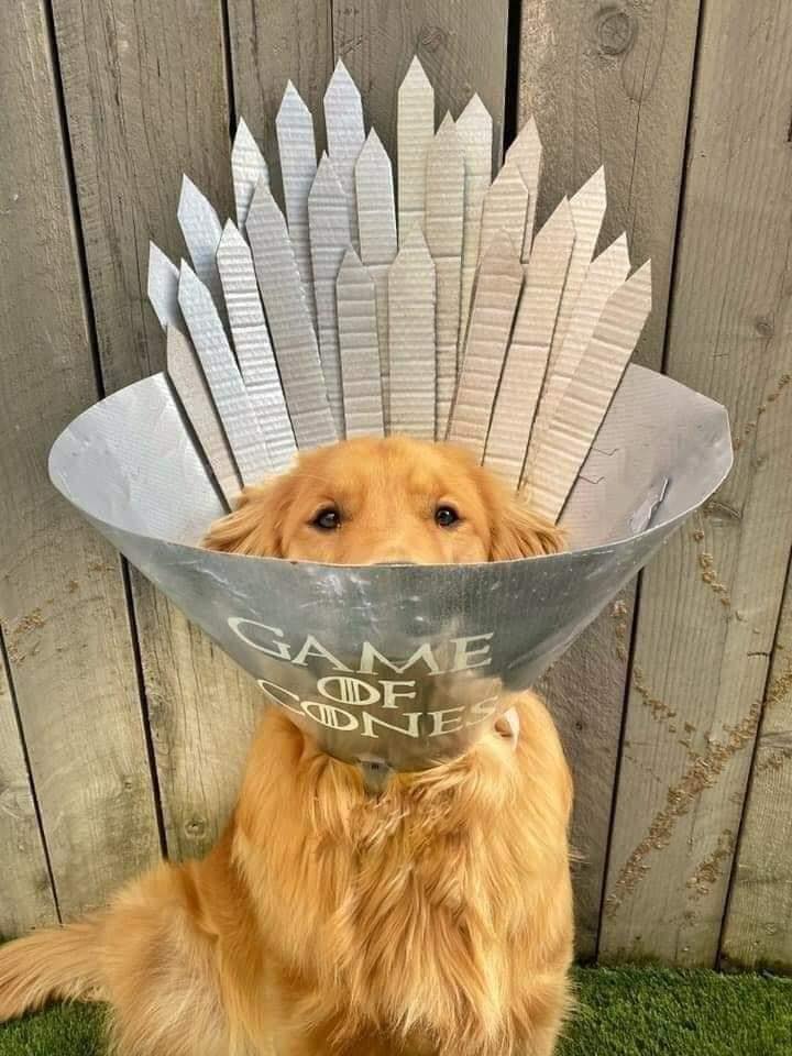 Elle transforme la collerette de son chien en incroyables cosplays #7