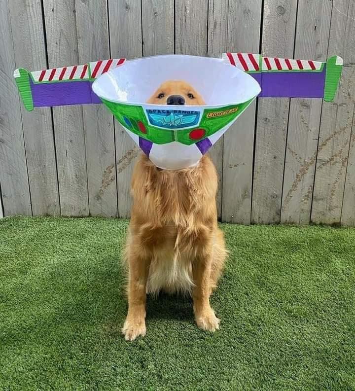 Elle transforme la collerette de son chien en incroyables cosplays #4