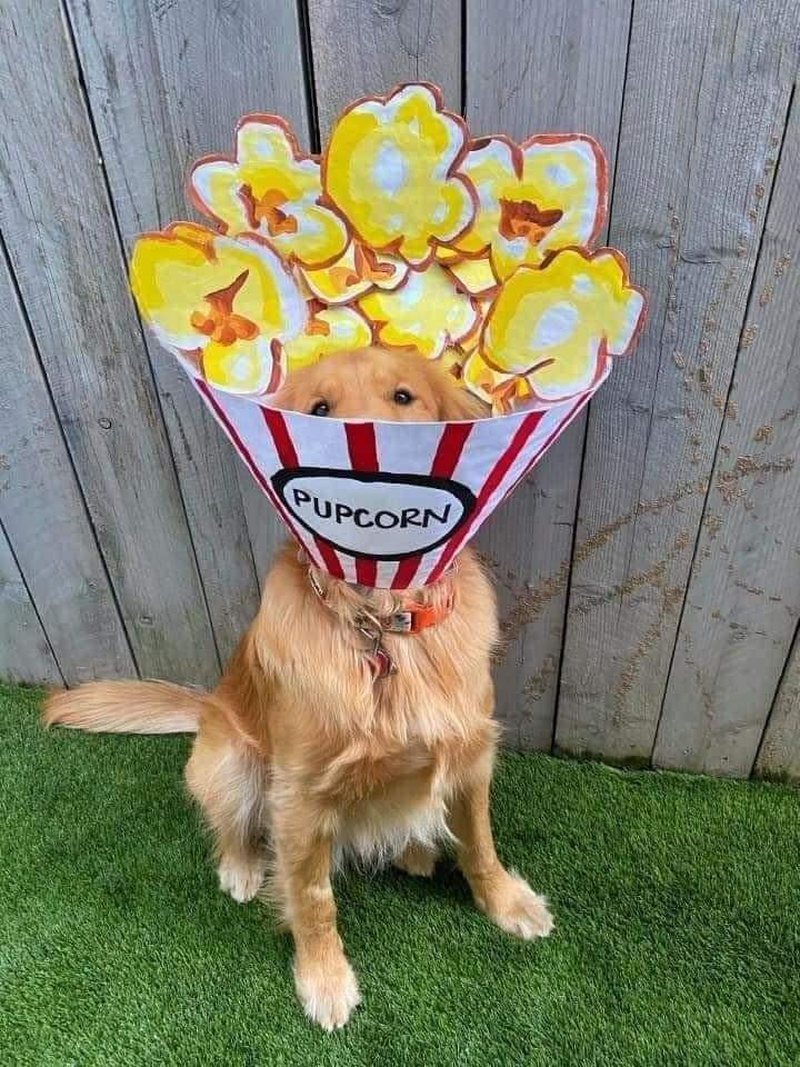 Elle transforme la collerette de son chien en incroyables cosplays #11