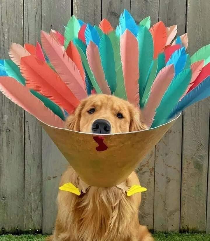 Elle transforme la collerette de son chien en incroyables cosplays #10