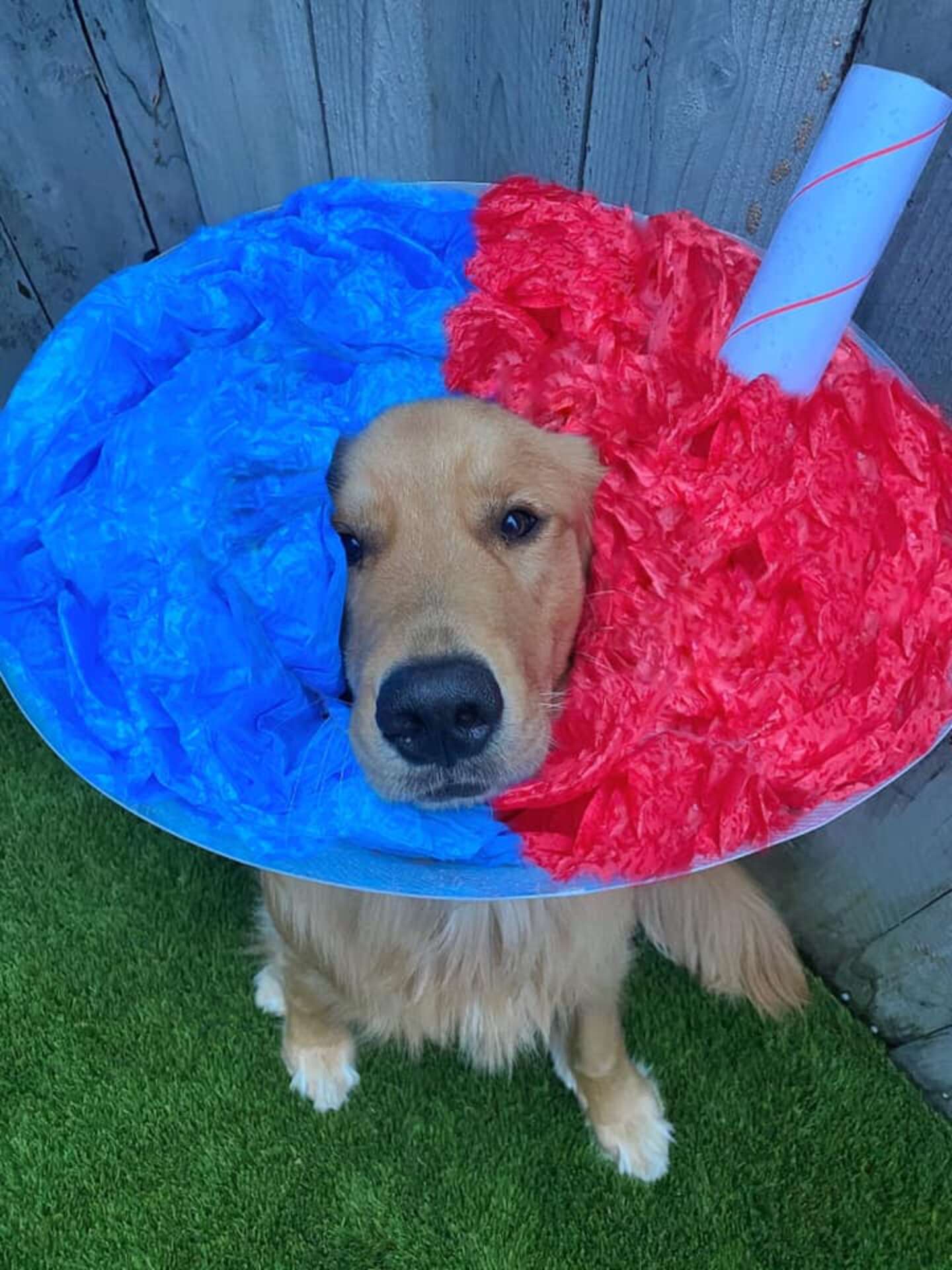 Elle transforme la collerette de son chien en incroyables cosplays #5