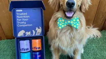 Elle transforme la collerette de son chien en incroyables cosplays