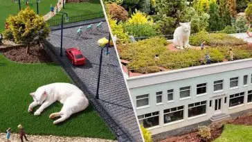 Dans ce village miniature, des « chats géants » sont devenus des stars d’internet