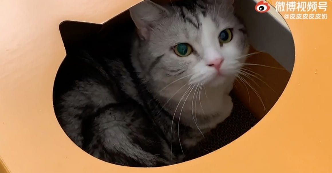McDonald’s offre des niches pour chats en forme de boîtes à burger #3
