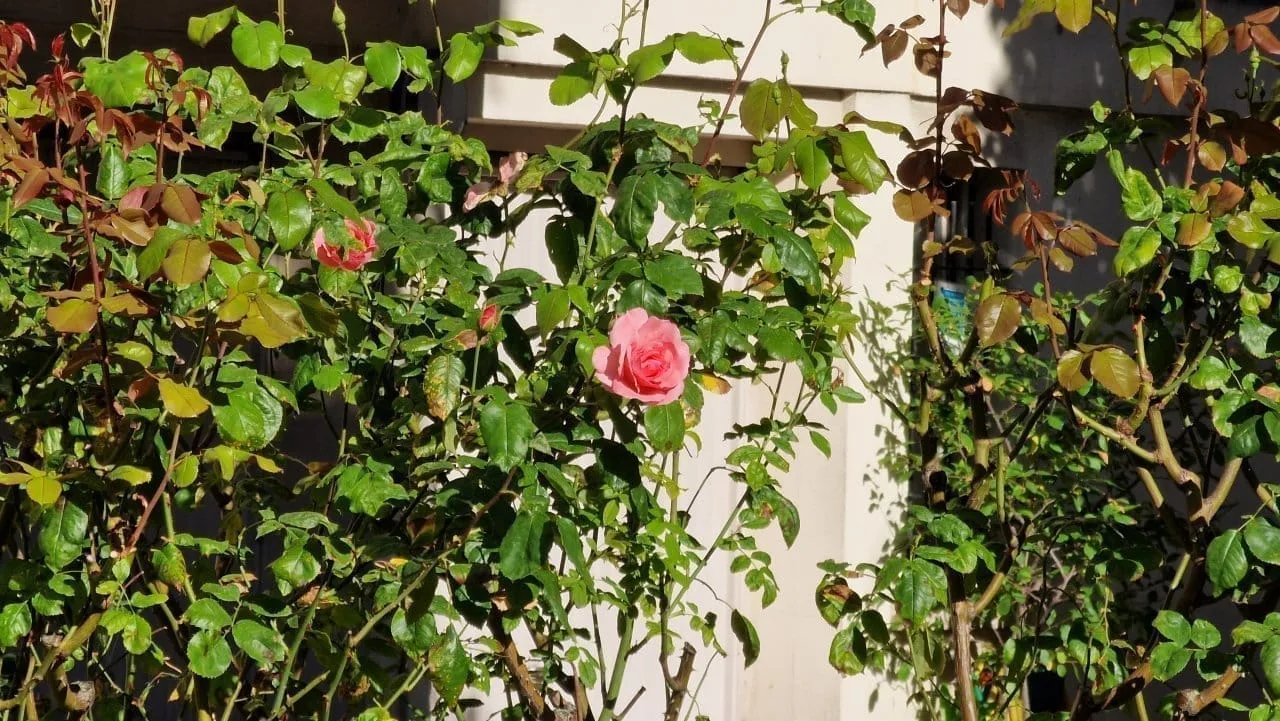 Test Samsung Galaxy S22 Ultra : le meilleur smartphone du moment pour les vidéos de nuit #20