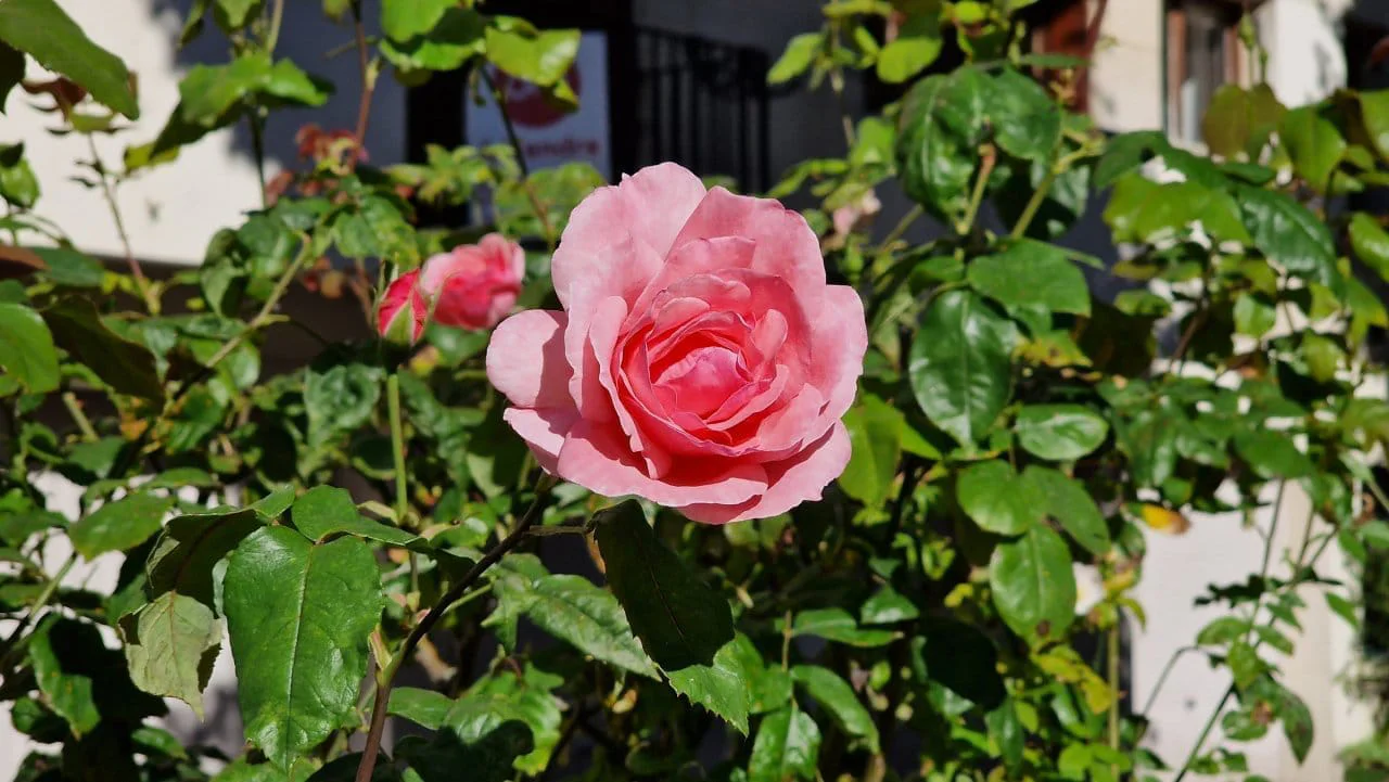 Test Samsung Galaxy S22 Ultra : le meilleur smartphone du moment pour les vidéos de nuit #24