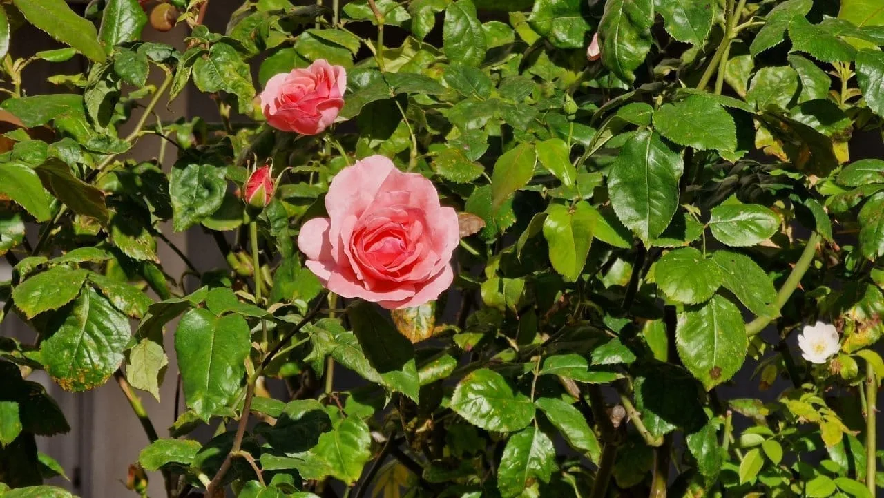 Test Samsung Galaxy S22 Ultra : le meilleur smartphone du moment pour les vidéos de nuit #23