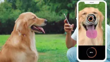 L’appli Petnow peut identifier les chiens et chats perdus grâce à l’IA
