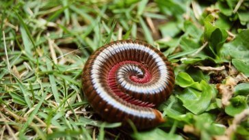 brown and black caterpillar on green grass during daytime