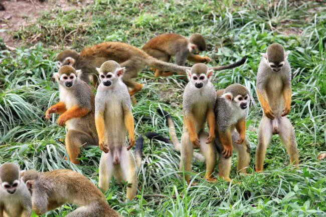 Elon Musk aurait menti sur les causes de la mort des singes utilisés pour tester l’implant cérébral de Neuralink #2