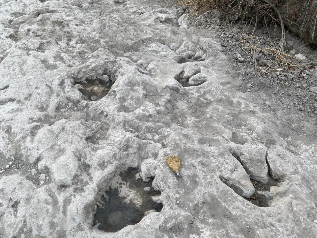 La plus longue piste d’empreintes de dinosaures au monde a été découverte au Texas