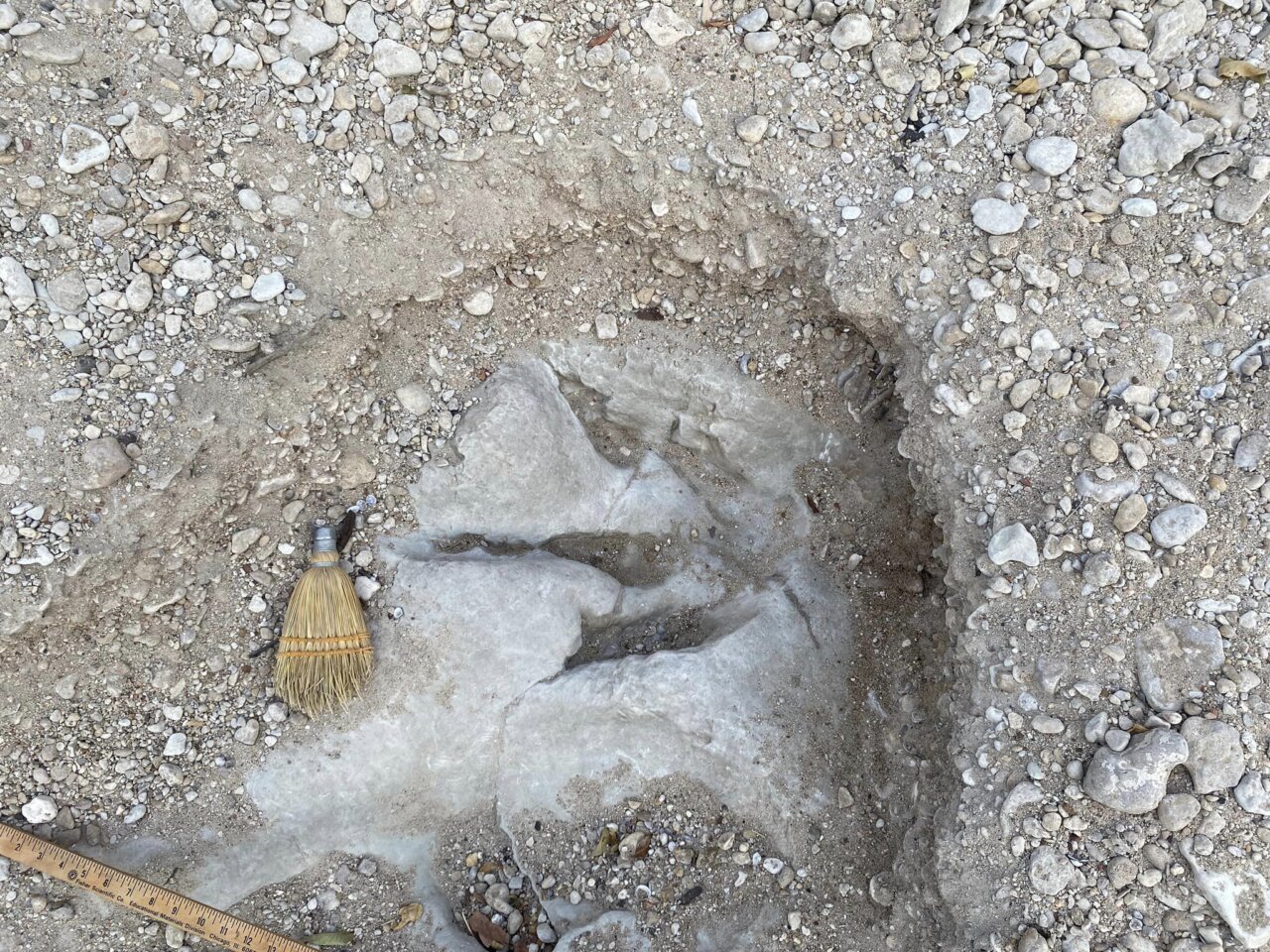 La plus longue piste d’empreintes de dinosaures au monde a été découverte au Texas #2