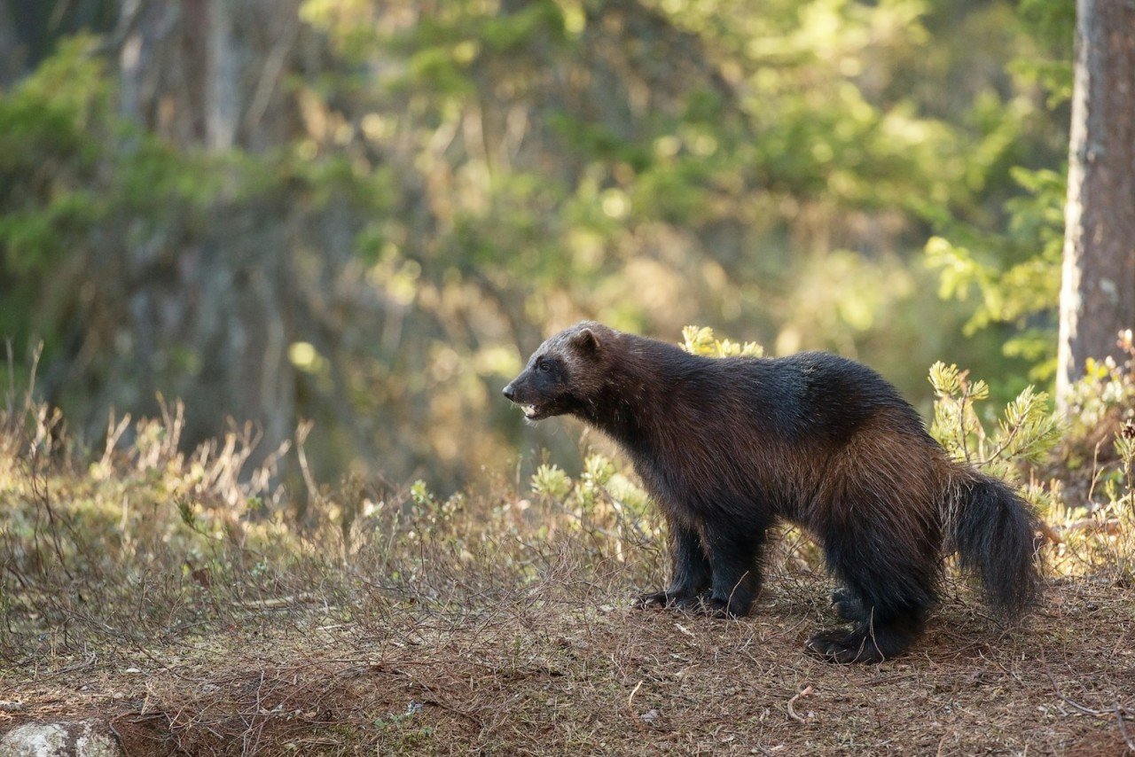 Wolverine : tout savoir sur l’animal qui a inspiré le super-héros
