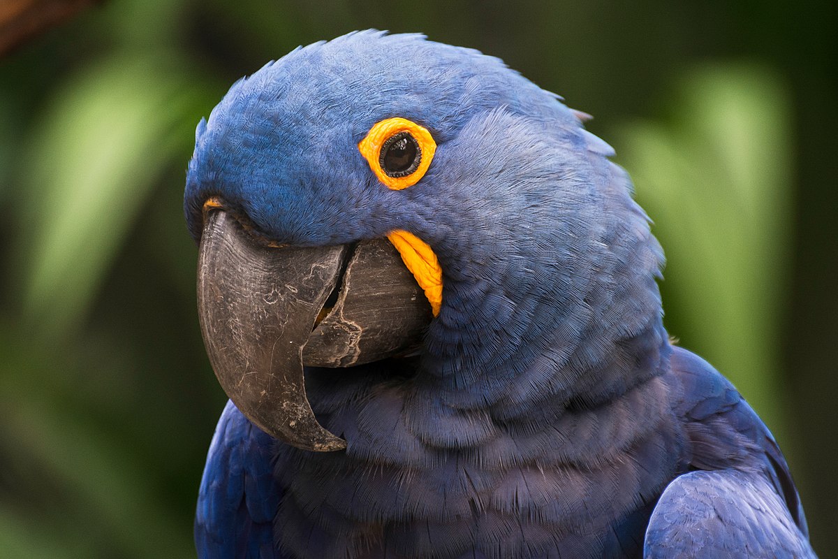 L’oiseau bleu de Rio, l’ararinha-azul est menacé d’extinction définitive