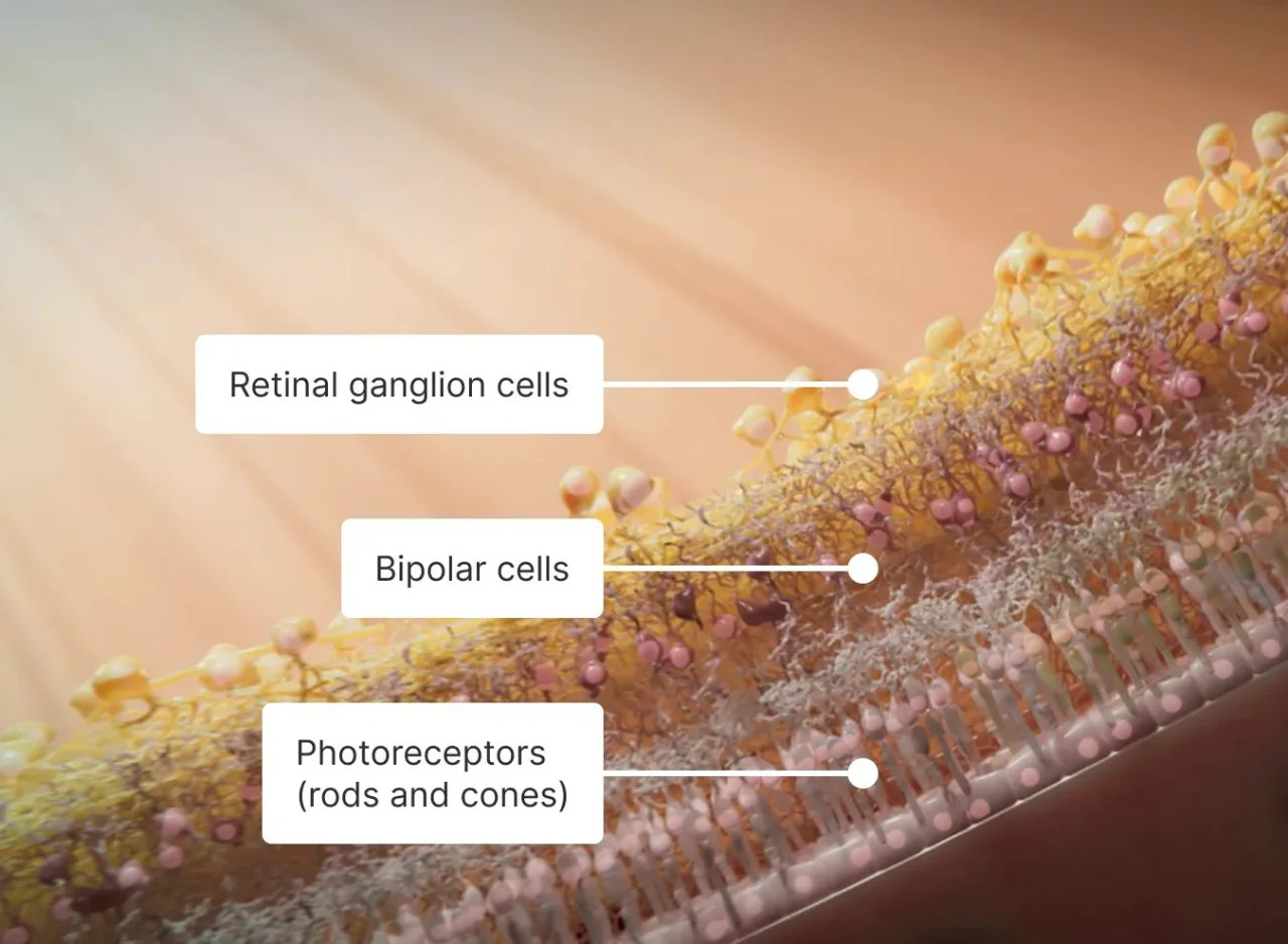 Ces technologies pourront bientôt redonner la vue aux aveugles #4