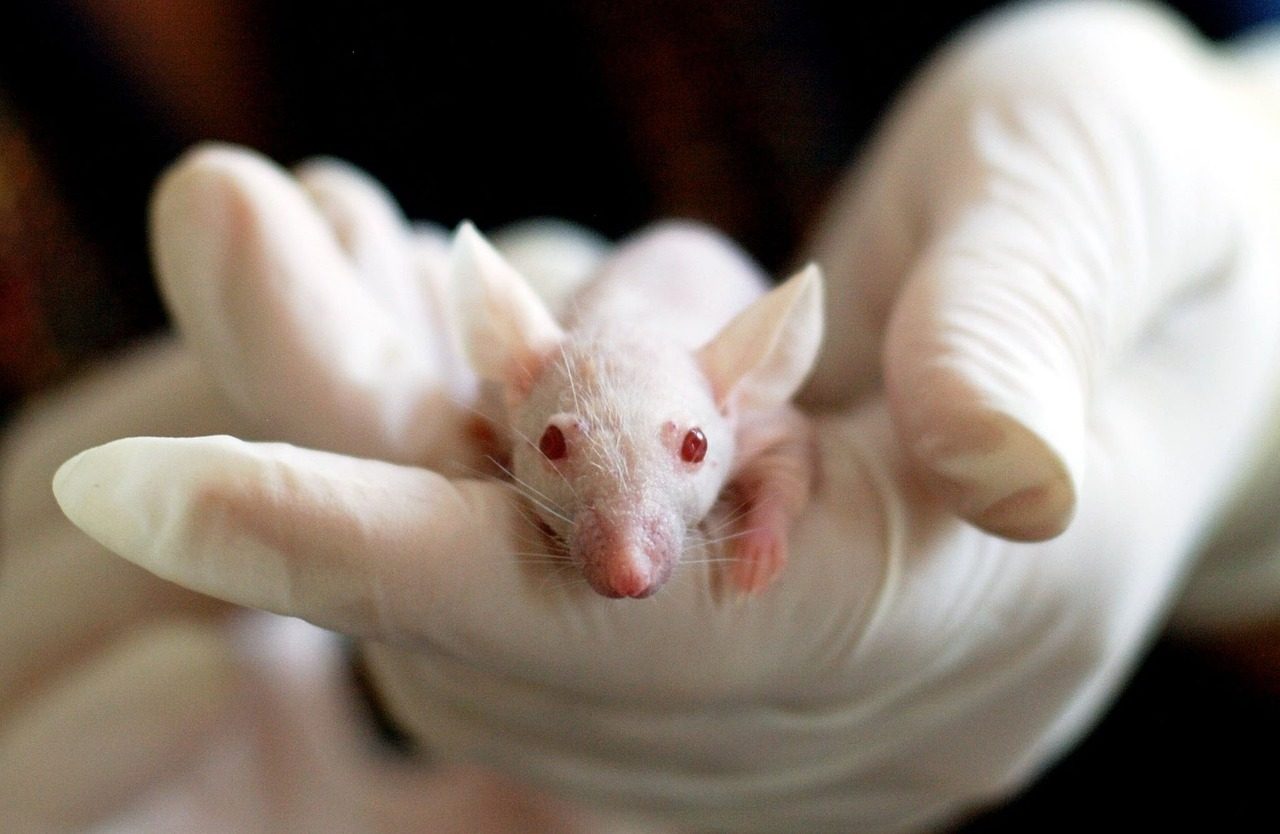 animal, mouse, experiment, laboratory, hand, cute, medical, researcher, researching, medicine, chemical, test, research, nature, scientific, chemistry, biotechnology, discovery, biology, scientist, technology, analyzing, discovering, medical research, science lab, clinical research
