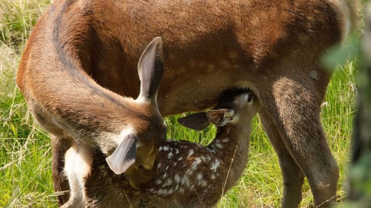 Bambi, L'histoire d'une vie dans les bois streaming gratuit Bambi, L'histoire d'une vie dans les bois streaming gratuit