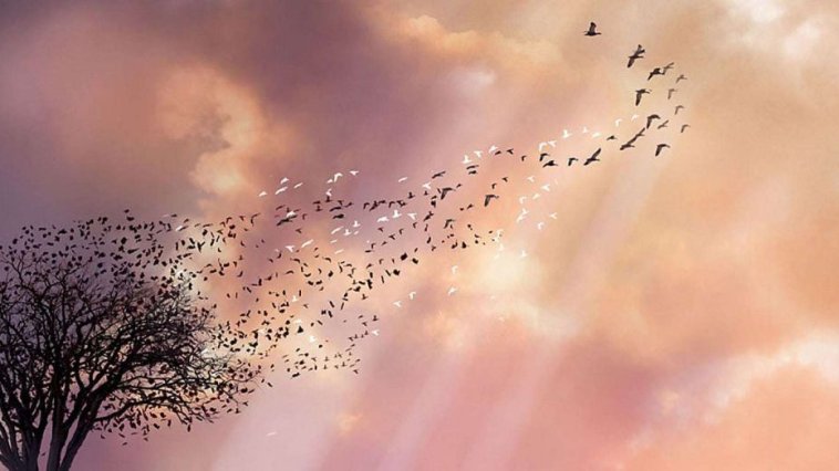 Lovely Bones streaming gratuit Lovely Bones streaming gratuit