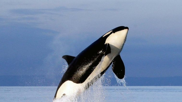 Sauvez Willy 2 streaming gratuit Sauvez Willy 2 streaming gratuit