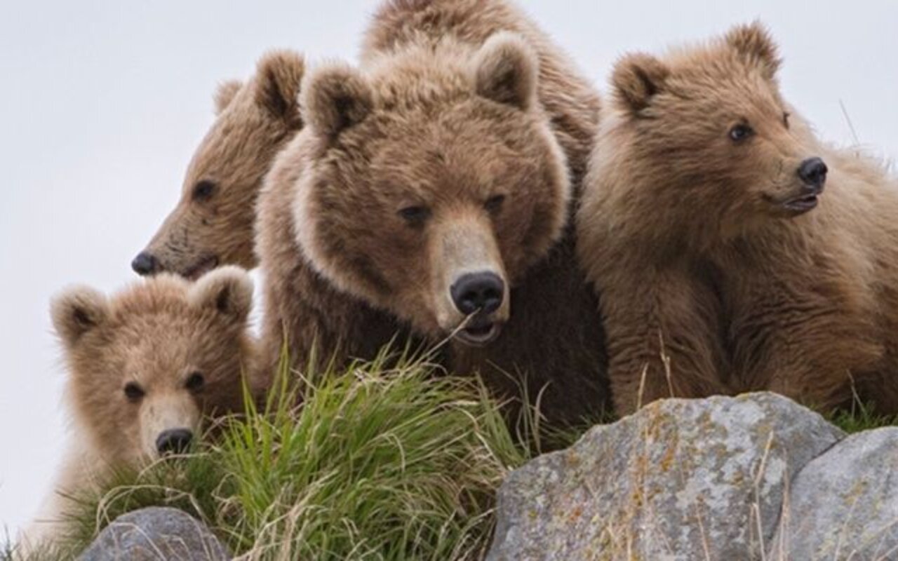 Terre des Ours streaming gratuit Terre des Ours streaming gratuit