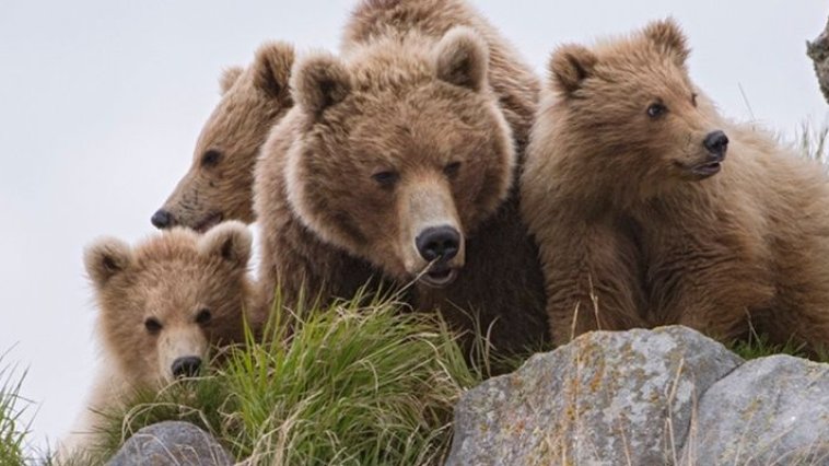 Terre des Ours streaming gratuit Terre des Ours streaming gratuit