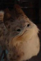 Fiche du film Ahsoka : Sabine's Loth-Cat