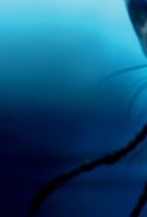 Avatar 2 : la voie de l’eau
