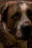 Cujo