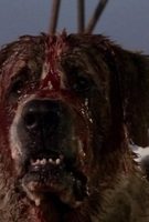 Cujo