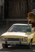 Cujo