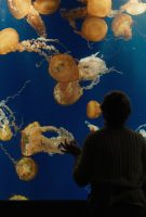 De si remarquables créatures