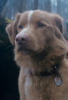 Good Boy
