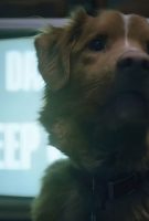 Good Boy