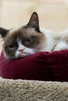 Grumpy Cat’s Worst Christmas Ever