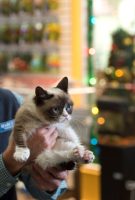 Grumpy Cat’s Worst Christmas Ever