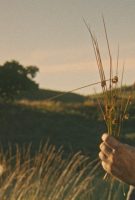Harvest