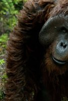 La Planète des Singes : L’Affrontement