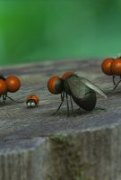 Minuscule La vallée des fourmis perdues