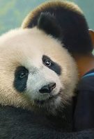 Moon le panda