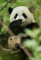 Moon le panda