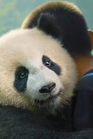 Moon le panda